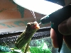 Drinking (mouth open)