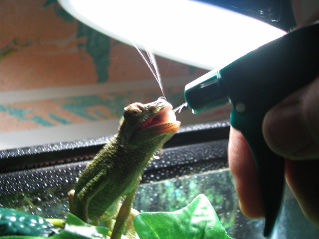 Drinking (mouth open)
