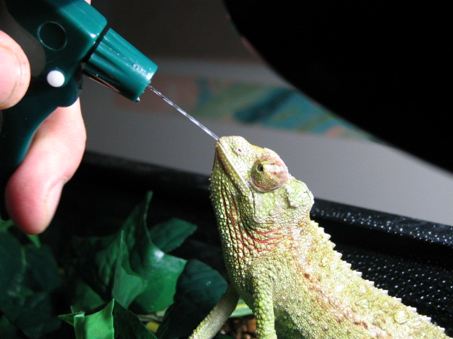cammie drinking