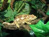 cammie the chameleon