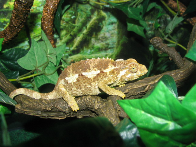 cammie the chameleon
