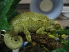 Cammie sleeping