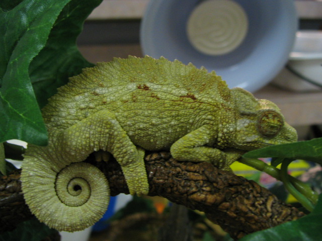 Cammie sleeping