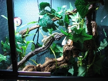 terrarium