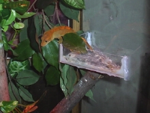 cricket hunting
