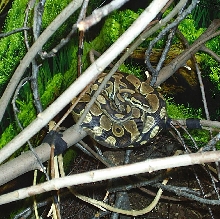 ball python inside enclosure