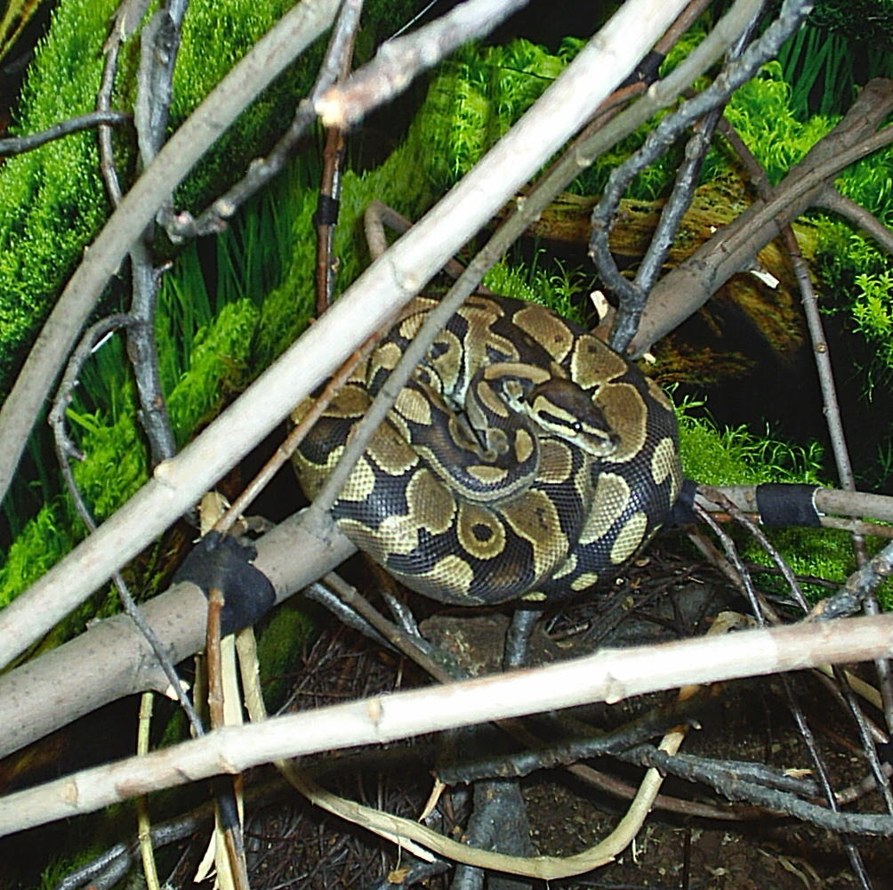 ball python inside enclosure