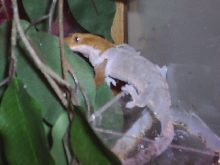 blaze shedding