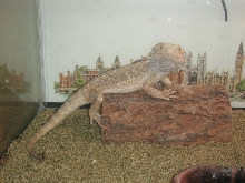 Eduardo