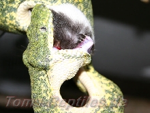 Granite Emerald eating