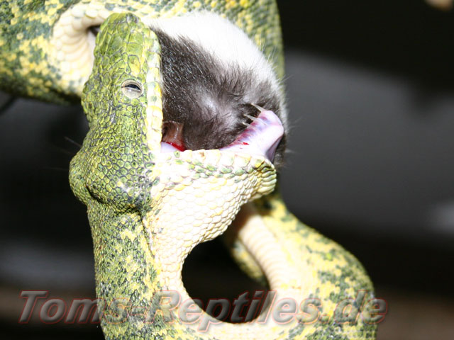 Granite Emerald eating