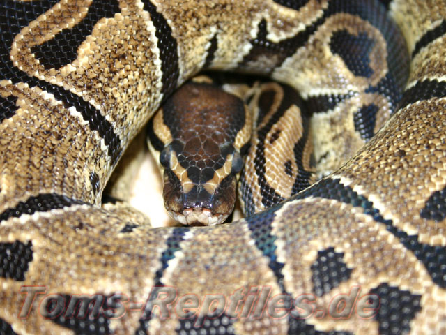 Python regius
