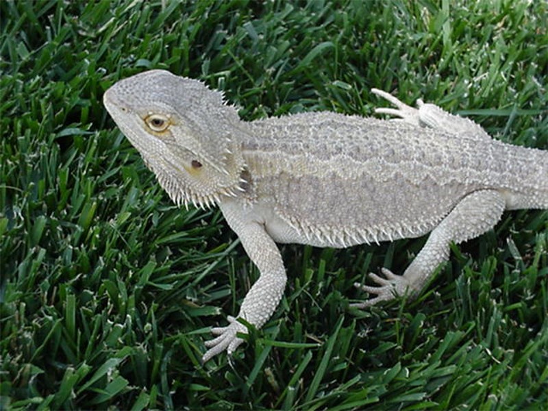 athena in grass