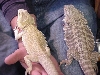 athena and female 1