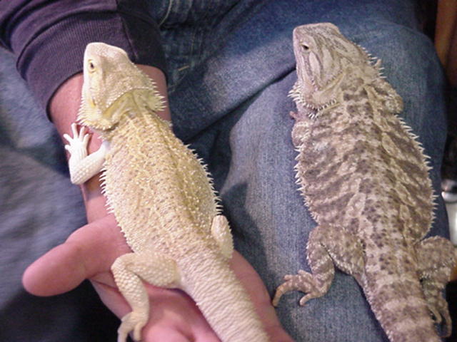 athena and female 1