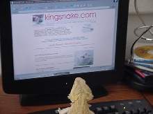 Surfin' The Web