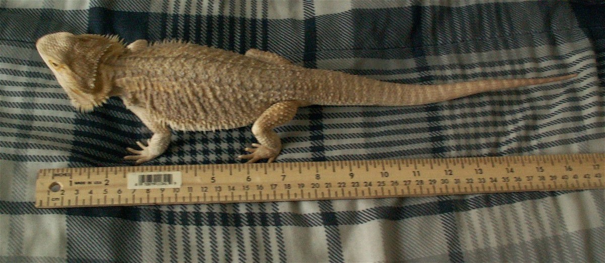 measure