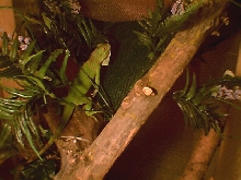 In the jungle
