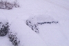 winter Canada