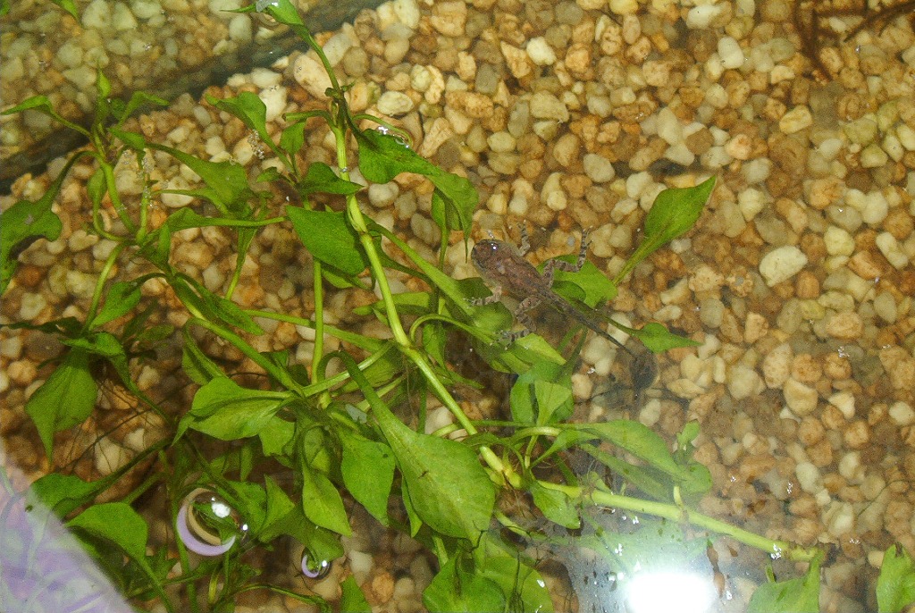 froglets