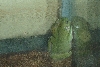 sick whyte tree frog