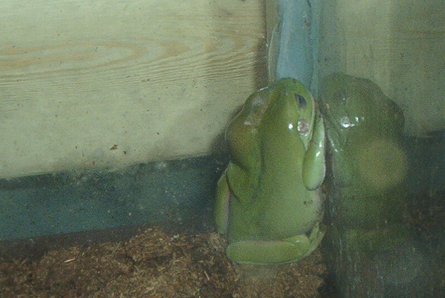 sick whyte tree frog