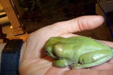 Sick Whyte tree frog