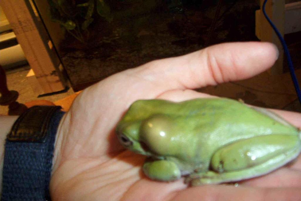 Sick Whyte tree frog