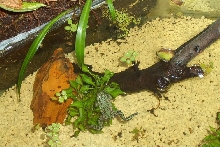 breeding fire bellied toad