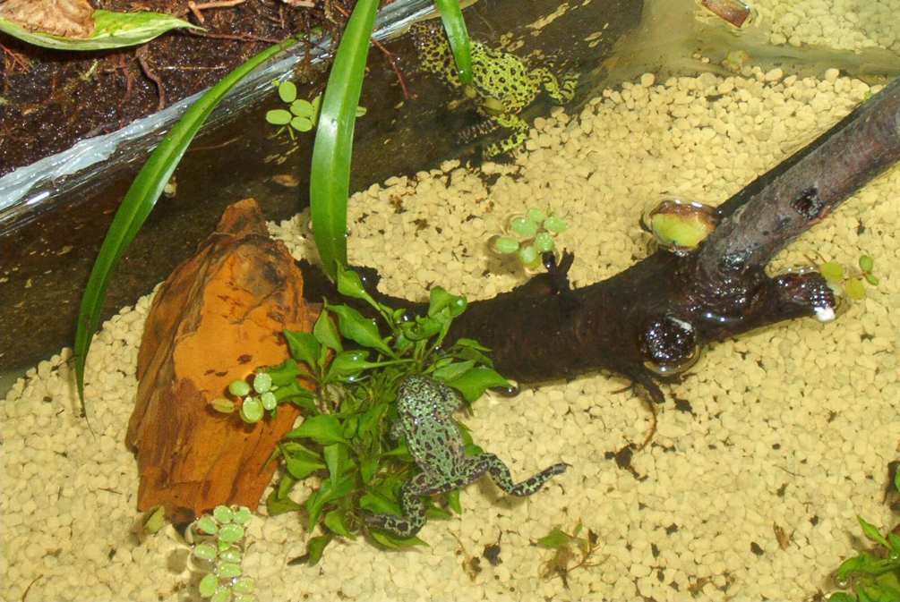 breeding fire bellied toad