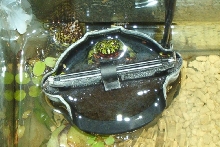 fire bellied toad