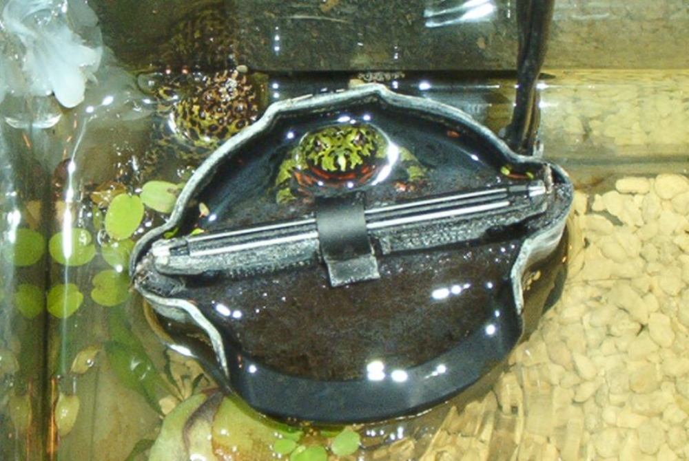 fire bellied toad