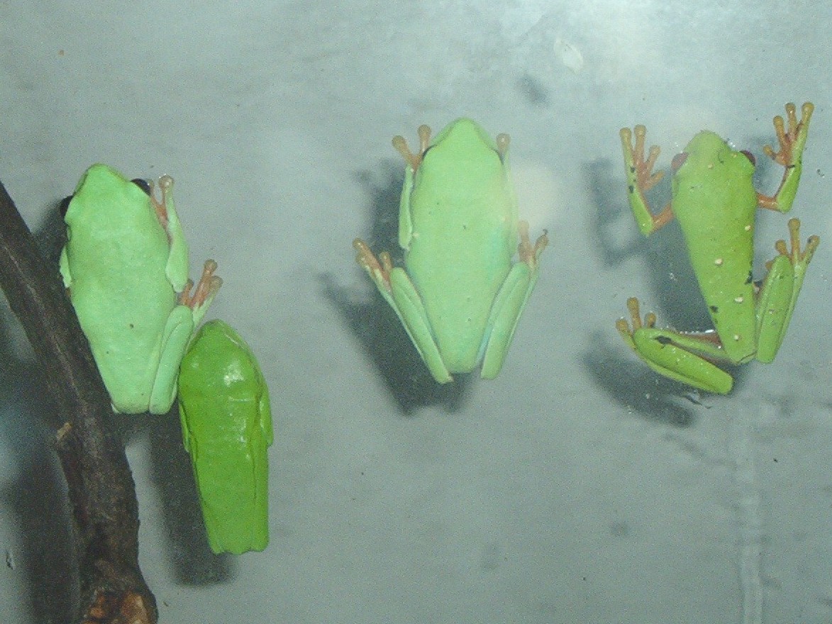 Red eyes frog