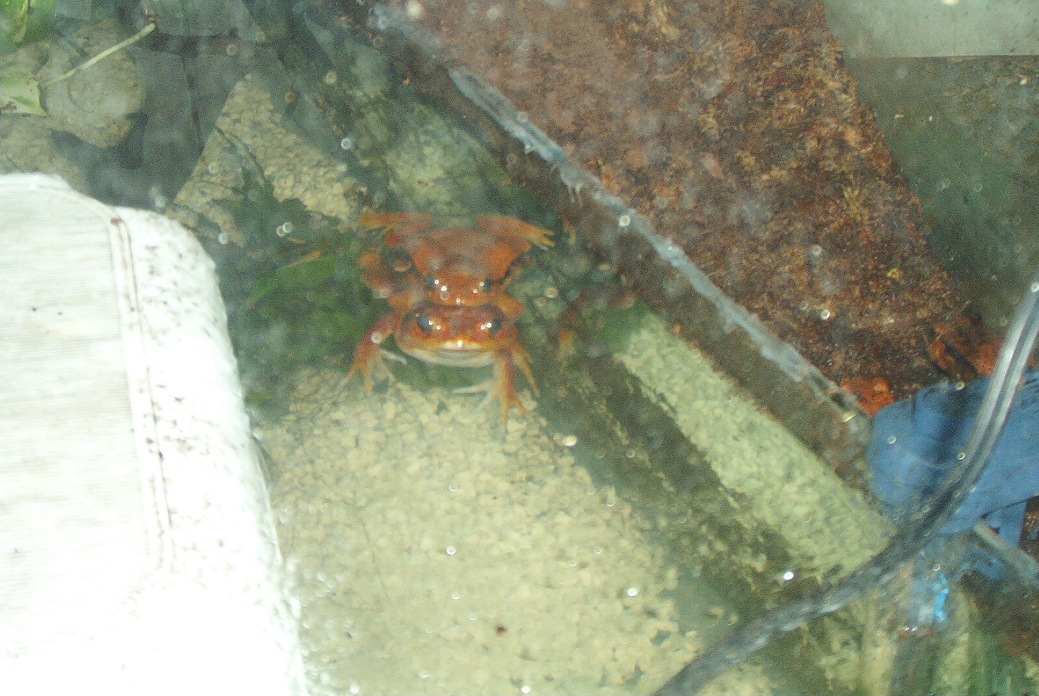 Tomato frog amplexus