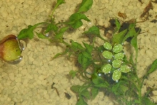 fire bellied toad eggs