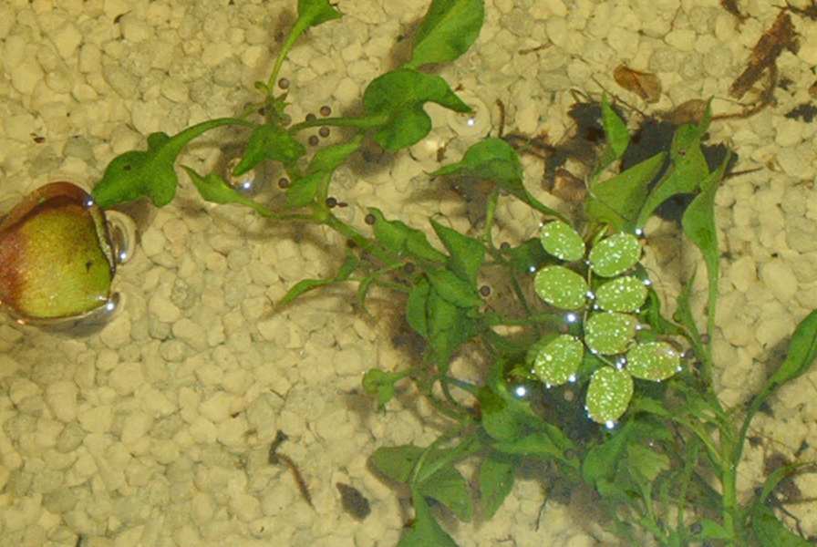 fire bellied toad eggs