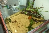 Terrarium