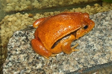 Tomato frog