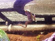 Hanging Green Tree Frog