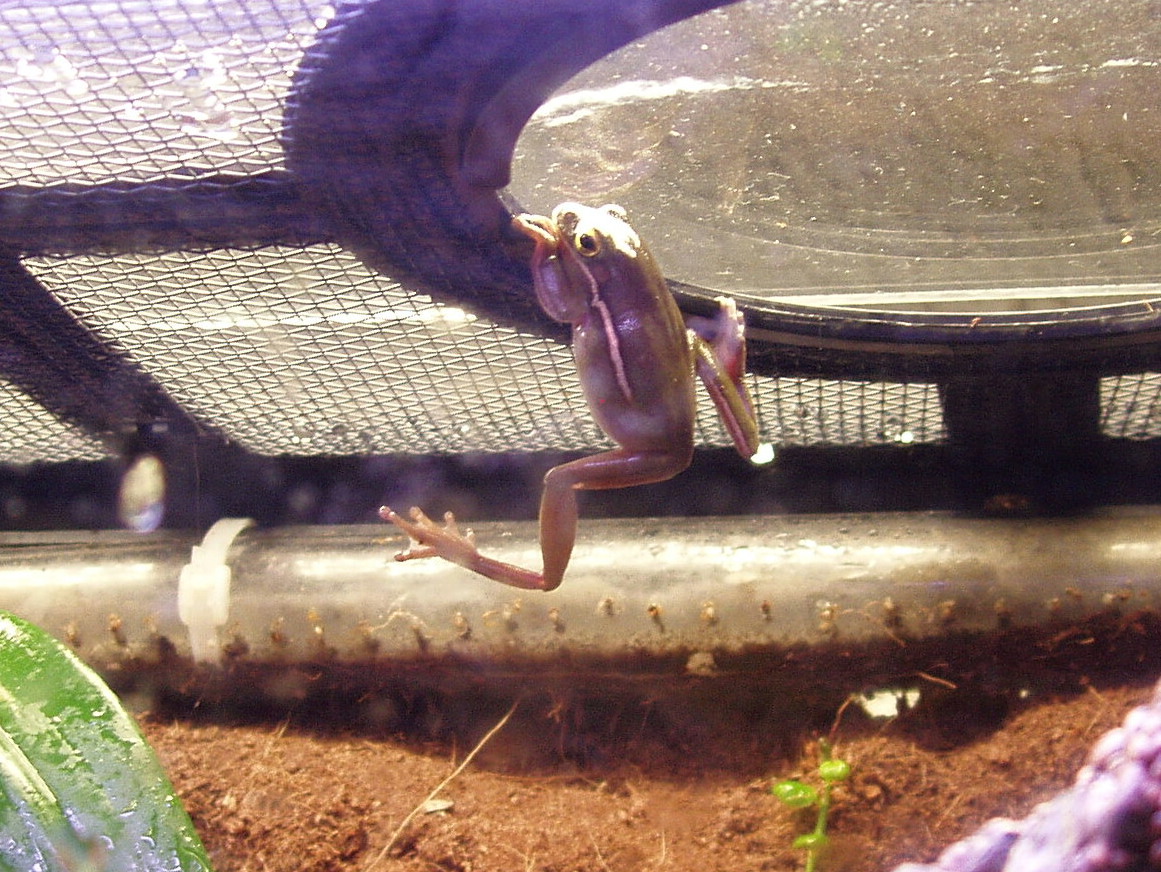 Hanging Green Tree Frog