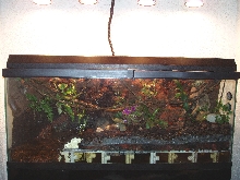 Front view of terrarium