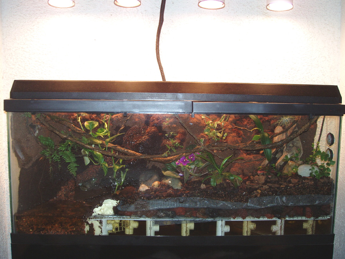 Front view of terrarium