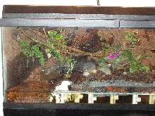 Left Side of Terrarium