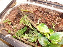 Left top Of Terrarium