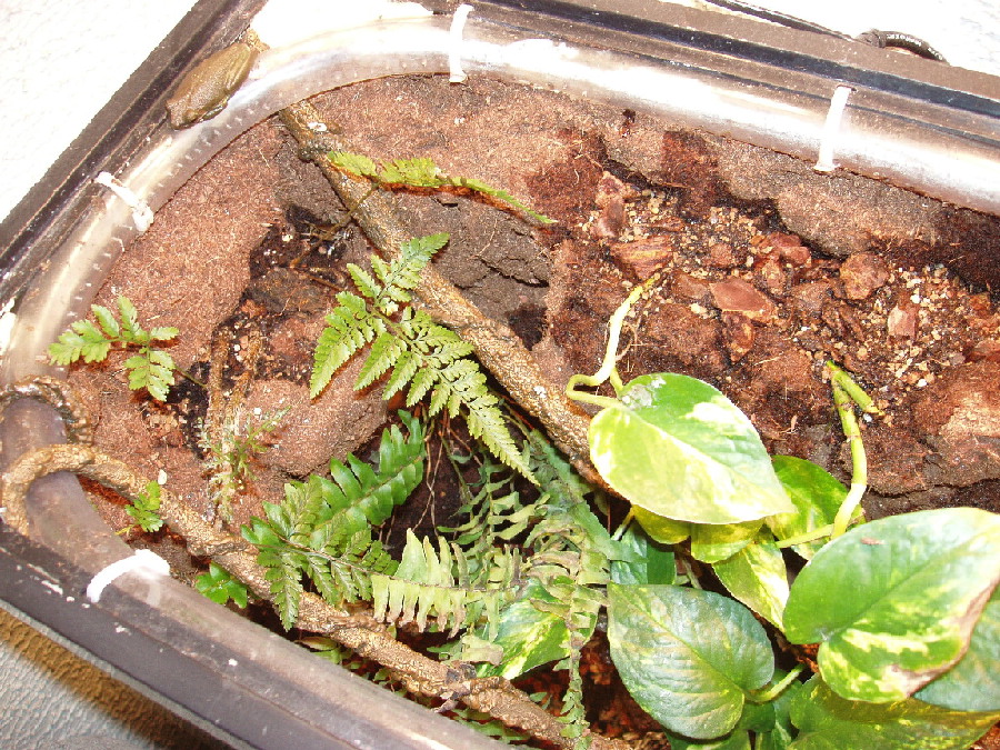 Left top Of Terrarium