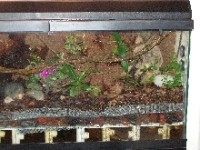 Terrarium Right side