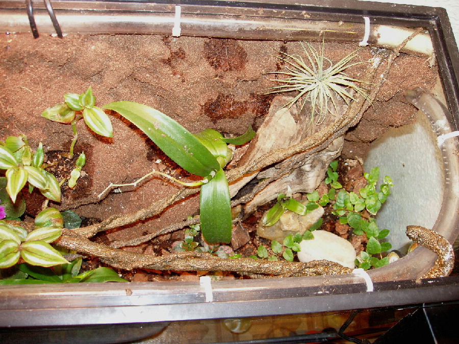 Top Right Side Terrarium