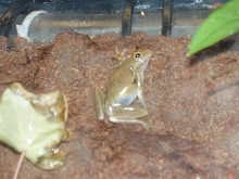 Green Tree Frog