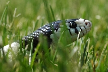 Kingsnake in the grass