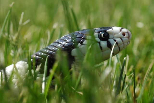 Kingsnake in the grass